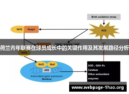 荷兰青年联赛在球员成长中的关键作用及其发展路径分析